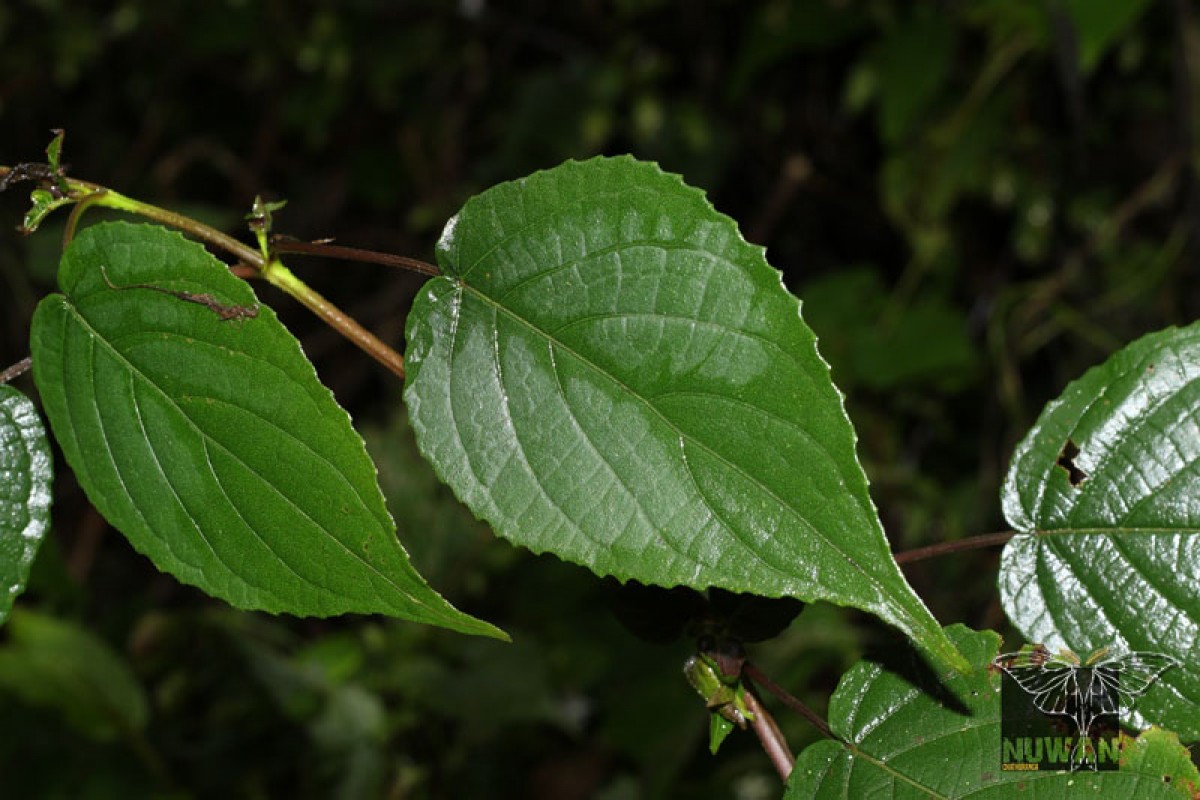 Strobilanthes laxa T.Anderson